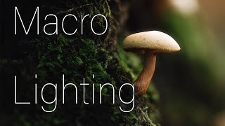 Macro photography lighting tutorial Equipment settings and ideas for amazing images [upl. by Rifkin]