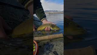 browntrout catchandrelease [upl. by Ettevol426]