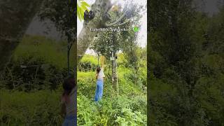 Homestay in Mukteshwar  Uttarakhand Homestay  Luxury Retreat travel mountain retreat airbnb [upl. by Sklar]