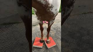 SURE FOOT Equine Balance Pads help Strengthen the thoracic sling muscles [upl. by Sundberg138]