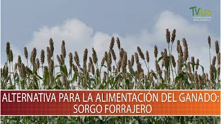 Alternativa para la alimentacion del ganado Sorgo Forrajero  TvAgro por Juan Gonzalo Angel [upl. by Trip]