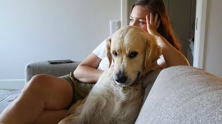 These Funniest Golden Retrievers will make you laugh all day Funny Dog 2023 [upl. by Cave]