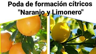 🍊🍋Como realizar PODA de FORMACIÓN en CÍTRICOS Naranjos y Limoneros by mixim89 [upl. by Ical859]