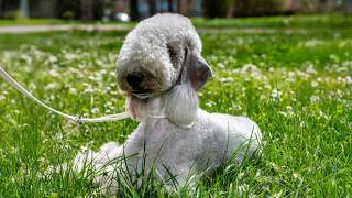 Bedlington Terrier – A Dog That Disguises Himself As A Sheep 🐑🐾 [upl. by Htebsle]