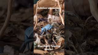 Blue deathfeigning beetles  Asbolus verrucosus invertebrates beetles inverts [upl. by Son]