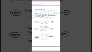 De novo synthesis of purine nucleotides… [upl. by Gnihc]