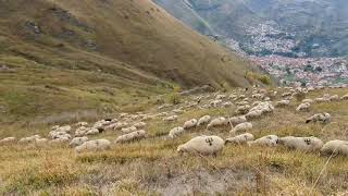 Šar Planina i Njeni Čuvari  BaljeŠar FARMA [upl. by Ledba]