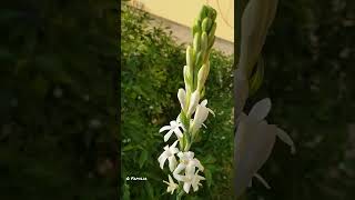 How to bloom Tuberose  Journey of Fragrant Flower Tuberose  Shorts [upl. by Aicinoid488]