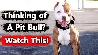 8 Reasons Why YOU Should Get a American Pitbull Terrier Dog [upl. by Namus]