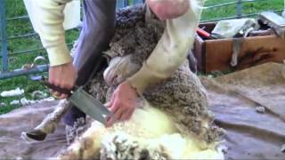 SheepShearing Song  Michiko amp Jamie Duet [upl. by Vinna]