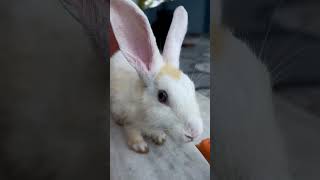 Bittu the 🐇 Rabbit rabbit pets homepet youtubeshorts [upl. by Notaek]