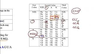 USMLE ACE Video 20 Silent Missense Nonsense and Frameshift DNA mutations [upl. by Hollington]