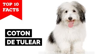 Coton de Tulear  Top 10 Facts [upl. by Arsuy]