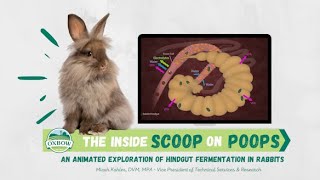 The Inside Scoop on Rabbit Poops  Oxbow Animal Health [upl. by Fridlund557]