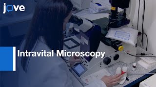 Intravital Microscopy to study permeability and cell shedding  Protocol Preview [upl. by Rodrigo]