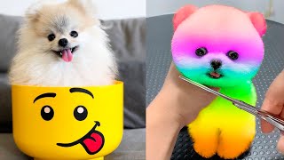 Cute Pomeranian Puppies Doing Funny Things 5  Cute and Funny Dogs  Mini Pom [upl. by Macur754]