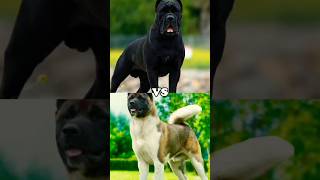 AKITA VS CANE CORSOROTTWEILERBITE FORCE [upl. by Redneval265]