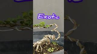 Creating an Exotic Style Bonsai Tree [upl. by Einatirb]