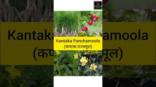 Kantaka Panchamoola कण्टक पञ्चमूल  Mishrakagana  Dravyaguna  BAMSHR [upl. by Ziza36]