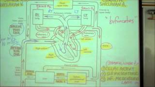 ANATOMY CIRCULATORY SYSTEM PART 1 by Professor Fink [upl. by Ymarej988]