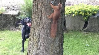 Pets VS Squirrels Compilation Cats and Dogs chasing squirrels [upl. by Namreh]