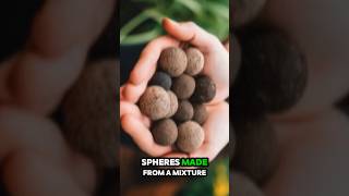 Seed balls trending facts portfolioday youtubeshorts reels motivation ant youtubevideos [upl. by Senior]