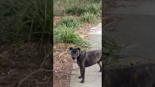 My Staffy was the VICTIM of a Birdie Bully [upl. by Kahlil]