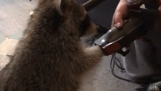 Woman films cute pet raccoon helping her get the clogs out of vacuum  WooGlobe [upl. by Neliak]