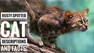 Rustyspotted cat  Descriptions and Facts [upl. by Dougherty]