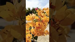 California Gold Bougainvillia [upl. by Kostival]