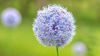 Allium azureum syn Allium caeruleum  FarmerGracycouk [upl. by Boland702]