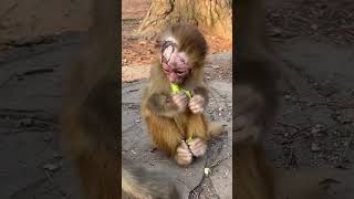 Good Monkey Awesome Monkey Wild Monkeys Outdoors Interesting Animal Behaviors Top Animal 96 [upl. by Egres]