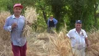 Festa del Grano I Figli del Cilento [upl. by Llenram708]