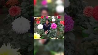 Flower show  2019 friends memorieslyrics trending ytshorts bollywood music [upl. by Shelburne]