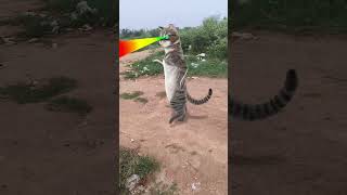 Mor athra Sal hoi gelok re cat dance shorts youtubeshorts viralshort subscribe youtubechannel [upl. by Niknar326]