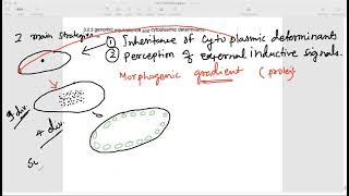 Zoology MSc Sem3 CC11 32 genomic equivalence amp cytoplasmic determinants p1 [upl. by Tomchay]