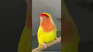 Kiwi my Lutino Peach Faced lovebird [upl. by Eenehs558]