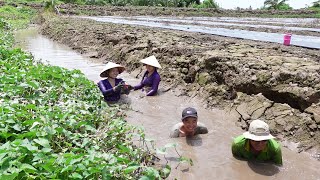 Ra Mương Mò bắt Cá Lóc Thấy Ham được Bữa Cơm Cá Lóc Hấp Trái Bí  HQ 1253 [upl. by Sidell]