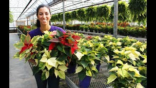 Poinsettia Care  Tips amp Tricks [upl. by Hamlen]