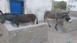 Hoofprints in the Dunes Journey with Desert Donkeys [upl. by Annavas739]