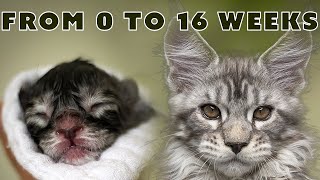 Maine Coon Kittens Evolution [upl. by Atiz]