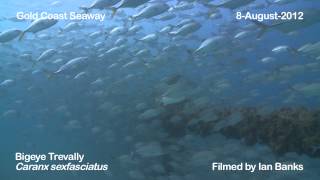 Bigeye Trevally of the Gold Coast Seaway Sand Pipe  8August2012 [upl. by Stannwood]