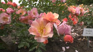 PUNKTum Berg und Rosenfest in Sangerhausen [upl. by Shere]