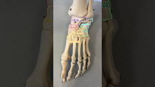 THE TARSAL BONES medicine anatomy [upl. by Rudwik69]