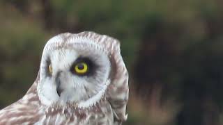 Short Eared Owl [upl. by Notyad844]