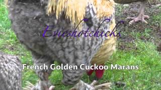 French Golden Cuckoo Marans [upl. by Rodenhouse]