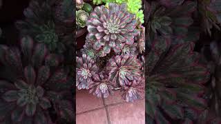 Plant of the day  Aeonium Purple Glow Variegated [upl. by Ignacio975]