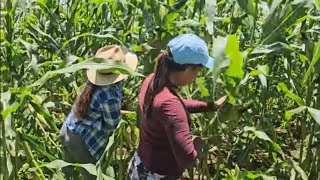 Las Chicas😍Son Unas Guerras Doblando la Milpa😱El Buen Salvadoreño [upl. by Nraa166]