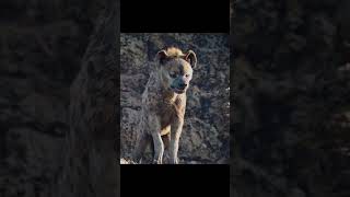 The lion king Simba viralvideo shorts [upl. by Leugar210]