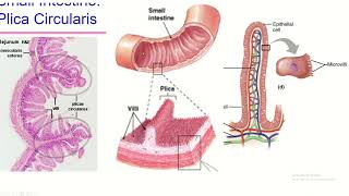 Small Intestine structures maximizes absorption [upl. by Aillemac7]